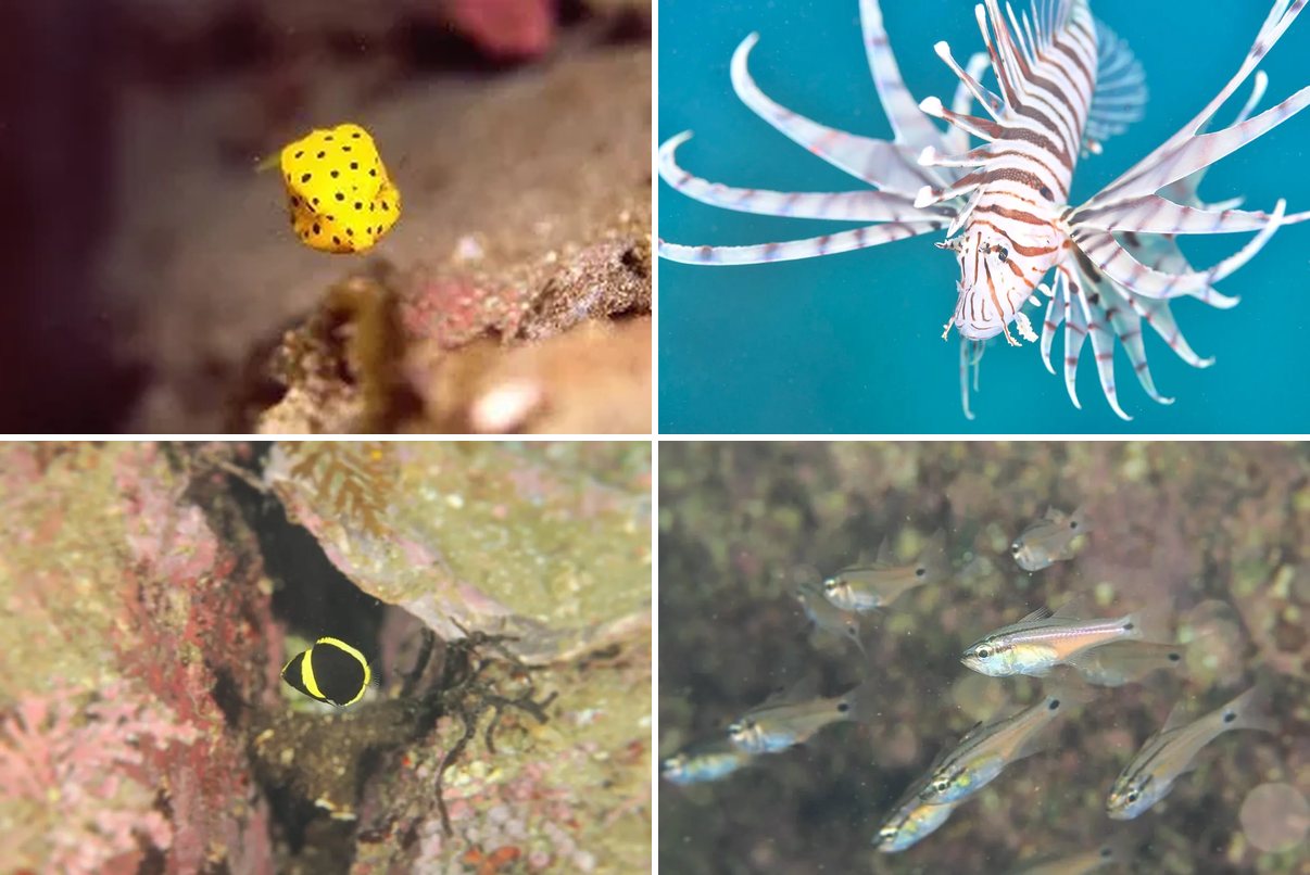 ミナミハコフグ、ミノカサゴ、キンチャクダイの幼魚、ネンブツダイ