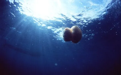 佐渡でのダイビング:2月3日の海の様子 写真1