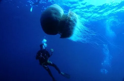 佐渡でのダイビング：10月24日のLOG 写真2