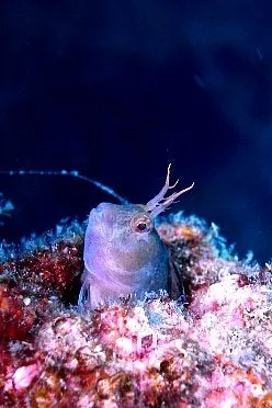 佐渡でのダイビング：10月13〜14日のLOG 写真3