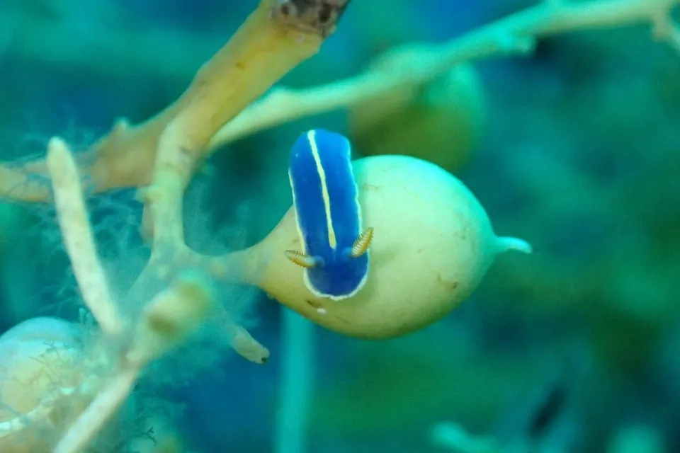 8月6日　北小浦 写真4