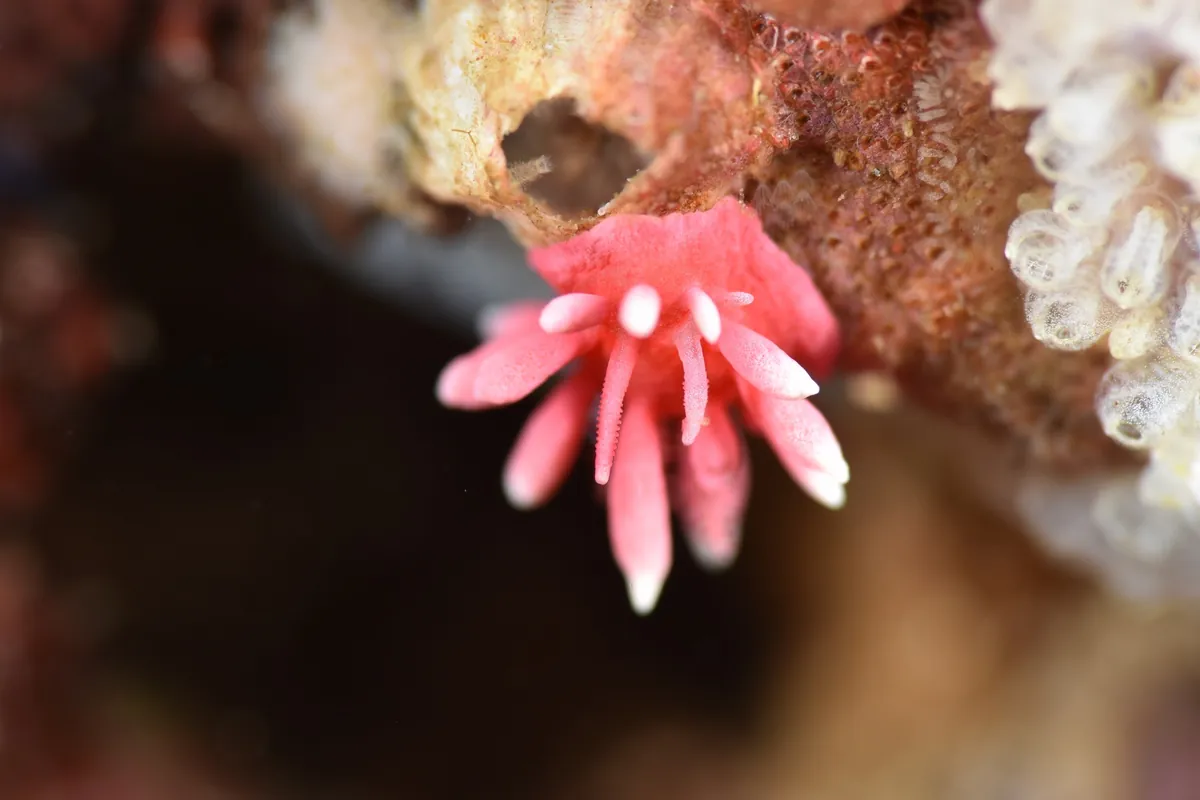 June 11: Ogi (Night Dive), photo 2