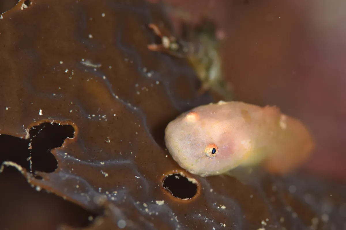 June 11: Ogi (Night Dive), photo 3