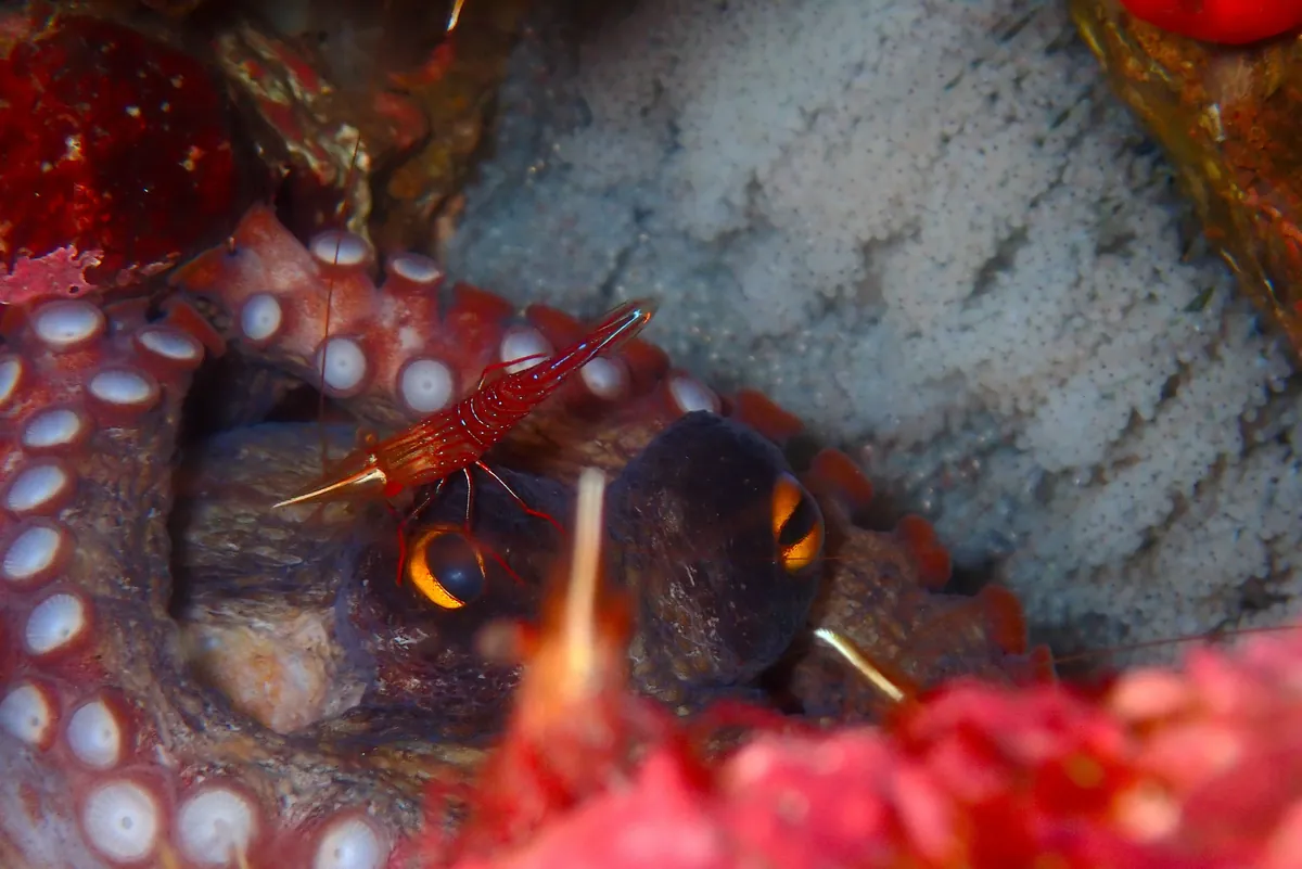 10月22日＿北小浦（今日もタツノオトシゴ発見!!） 写真3