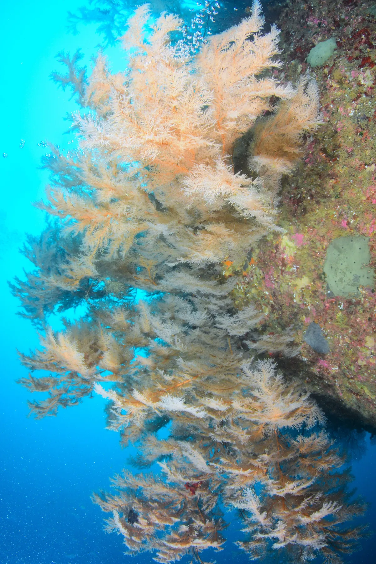 January 9: Katanoo (Beautiful Sabikaramatsu), photo 2