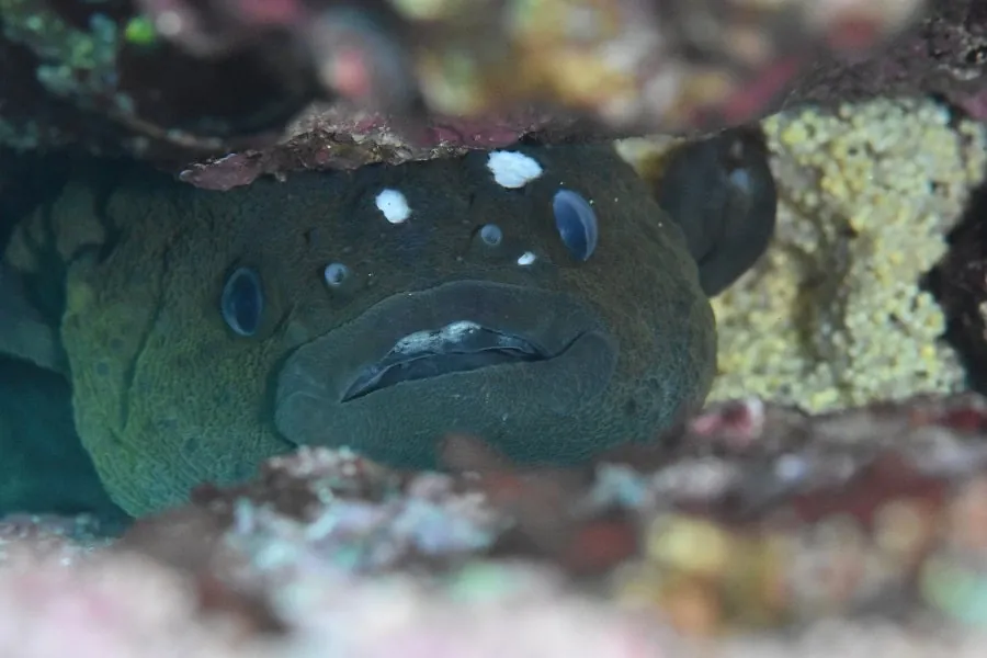 1月28日＿小木（数年ぶりにホテイウオを発見！！） 写真2