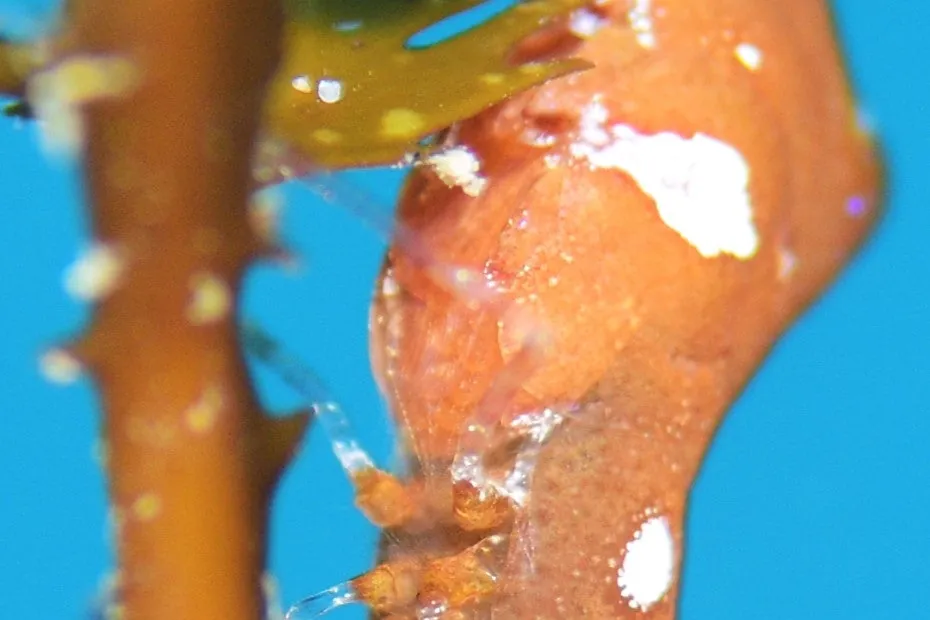 2月8日＿虫崎（コシマガリモエビの卵保護） 写真2