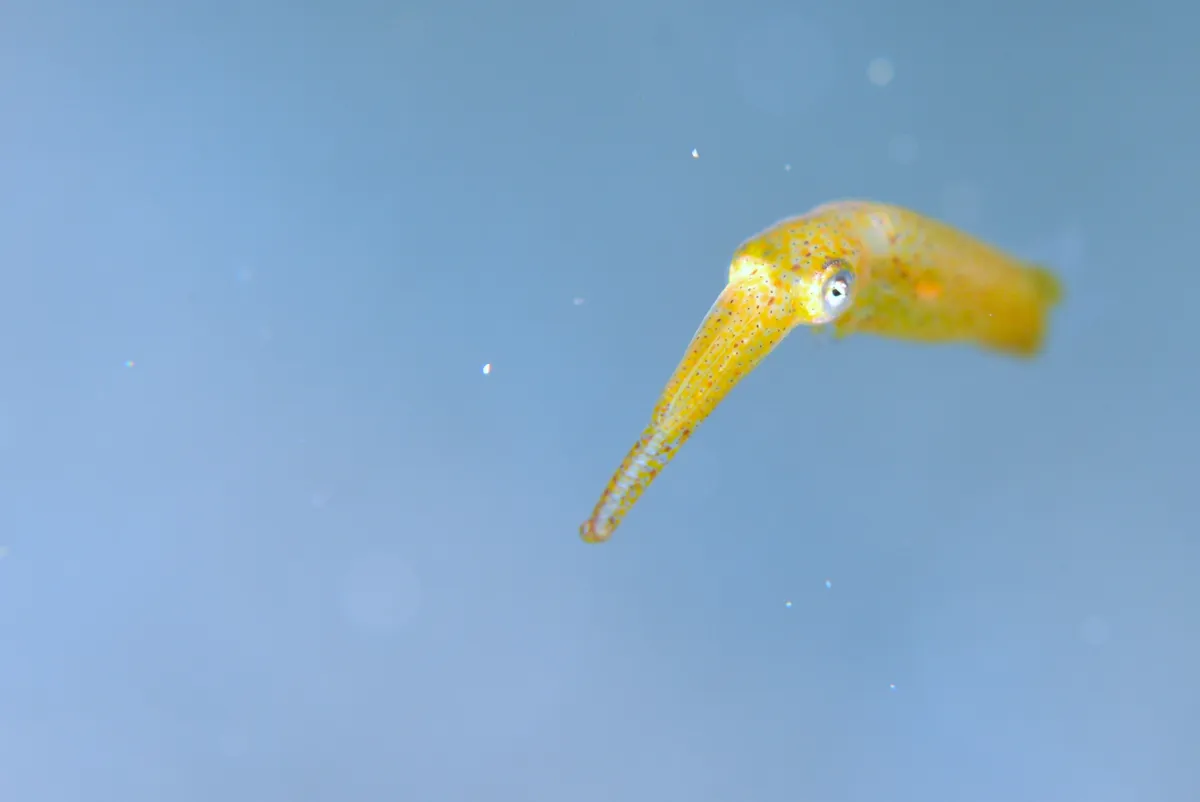 2月8日＿虫崎（コシマガリモエビの卵保護） 写真3