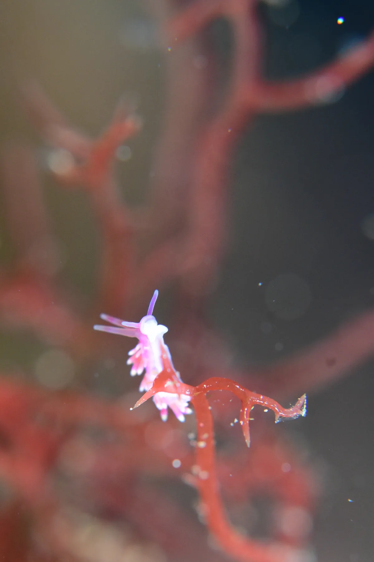 2月8日＿虫崎（コシマガリモエビの卵保護） 写真4