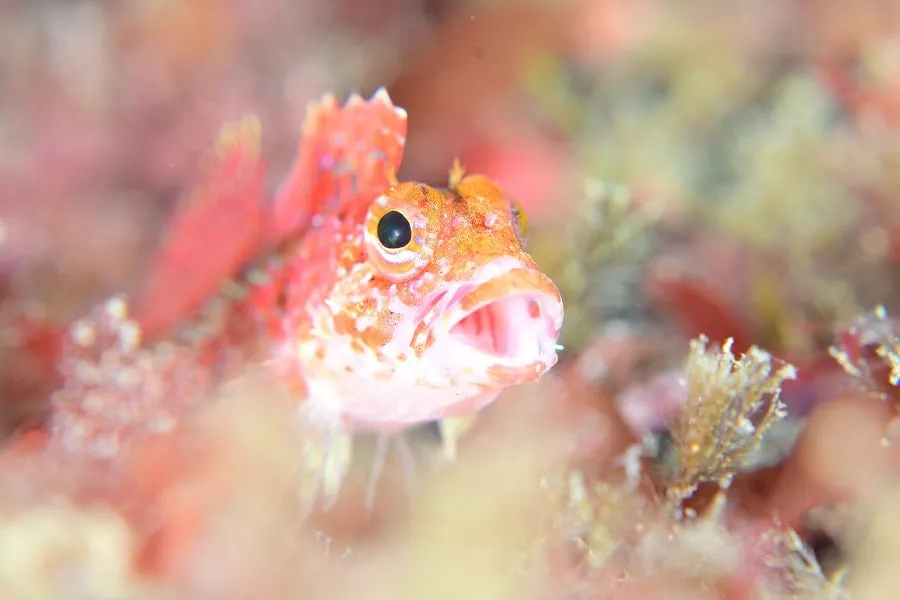 2月8日＿虫崎（コシマガリモエビの卵保護） 写真5