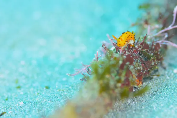 February 12: Mushizaki (Macro on a Beach of White Sand)