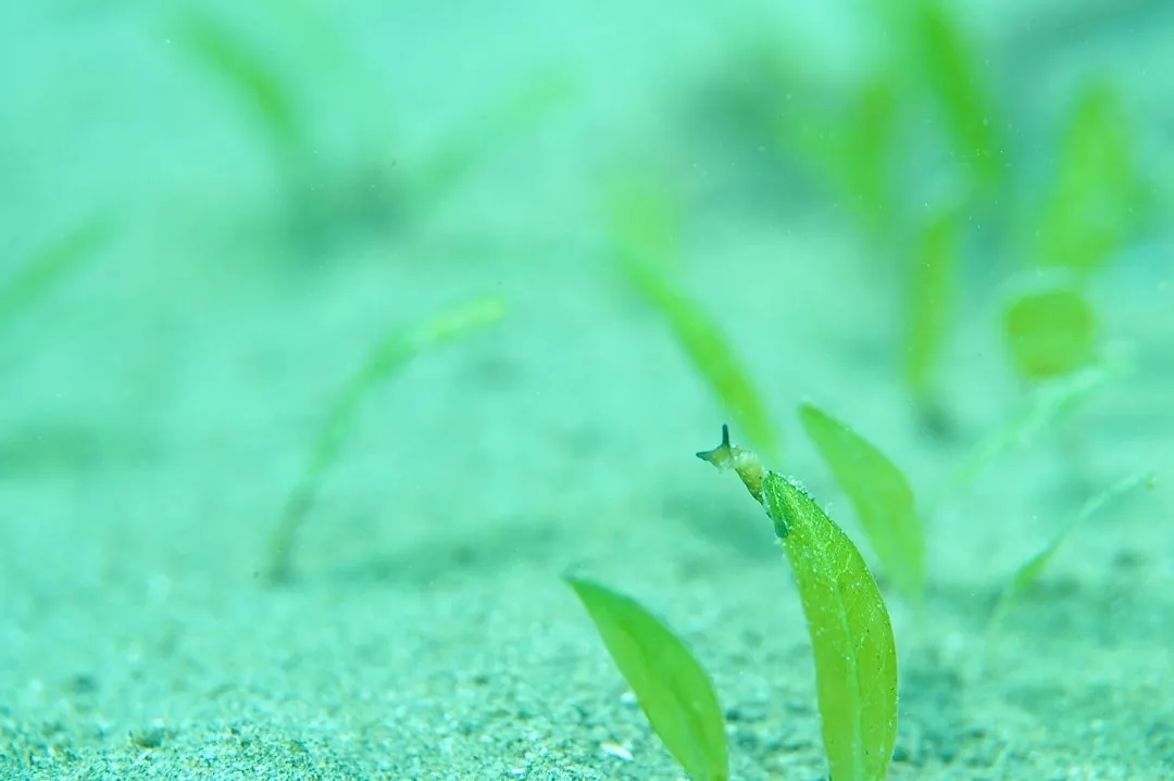 6月2３日＿梅津ビーチ・北小浦（マクロでのんびり） 写真3