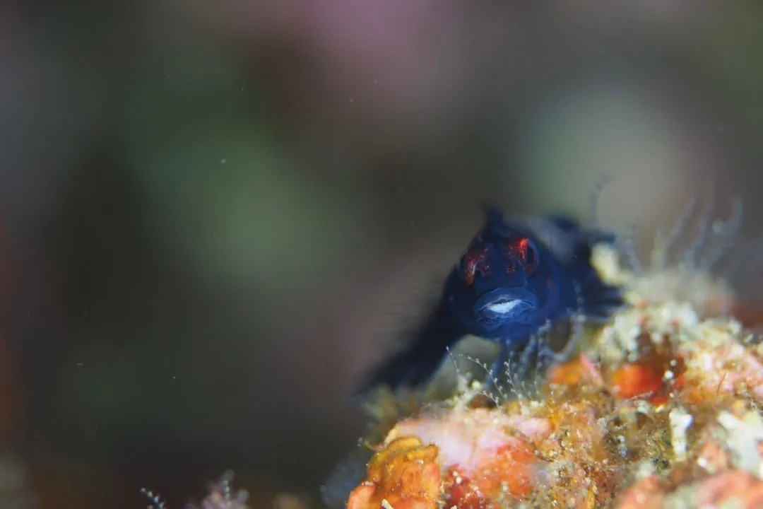 6月2３日＿梅津ビーチ・北小浦（マクロでのんびり） 写真7