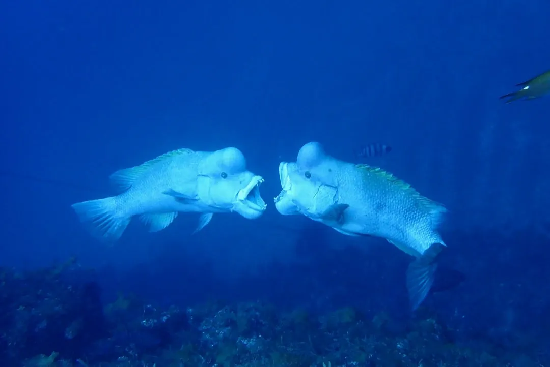 7月1日＿北小浦（流れが…） 写真7