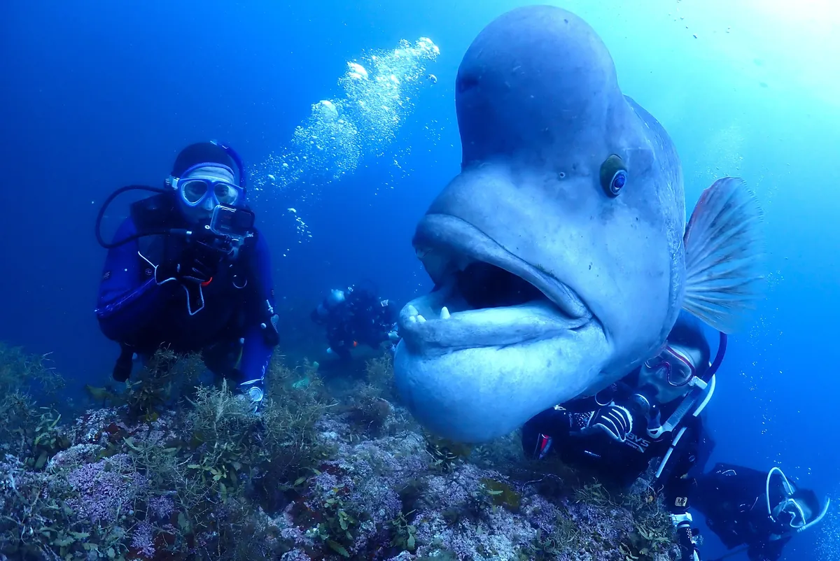 7月2日＿北小浦（ポッコリお腹のタツさん） 写真1