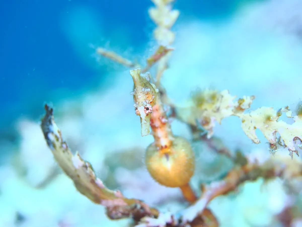 7月2日＿北小浦（ポッコリお腹のタツさん） 写真2