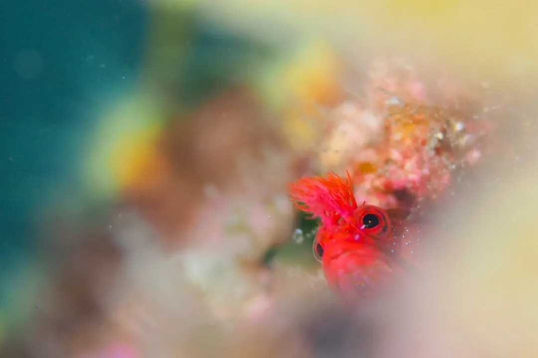 7月22日＿虫崎(まったりビーチDIVE) 写真1