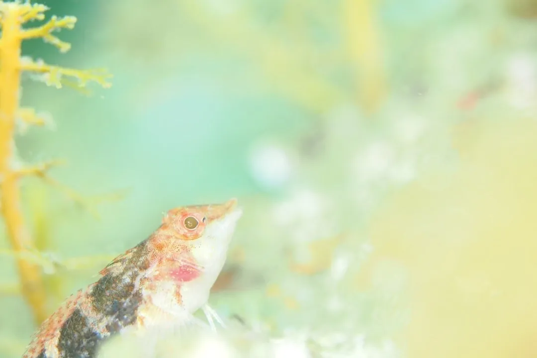 7月22日＿虫崎(まったりビーチDIVE) 写真3