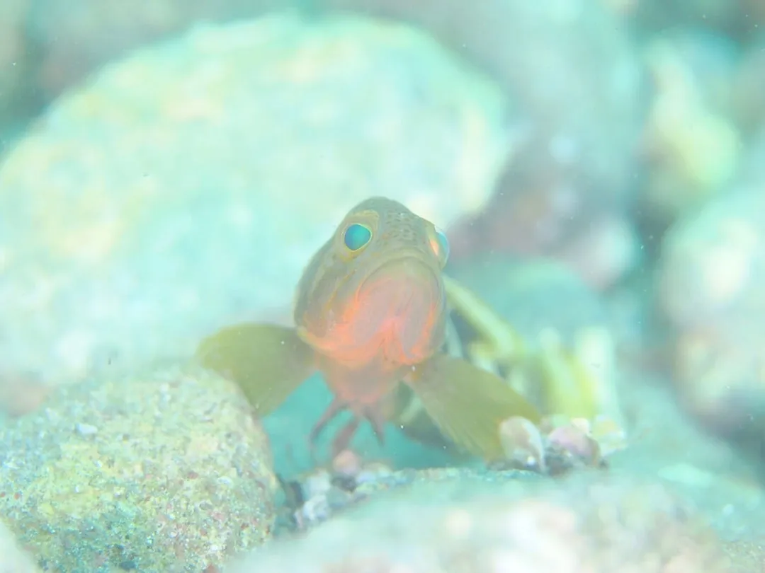7月22日＿虫崎(まったりビーチDIVE) 写真4