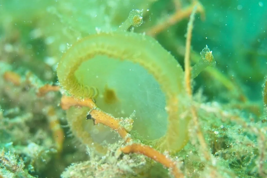 7月22日＿虫崎(まったりビーチDIVE) 写真5