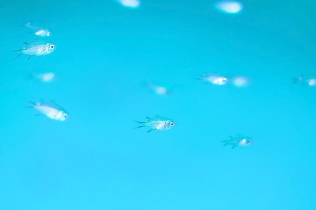 7月22日＿虫崎(まったりビーチDIVE) 写真6