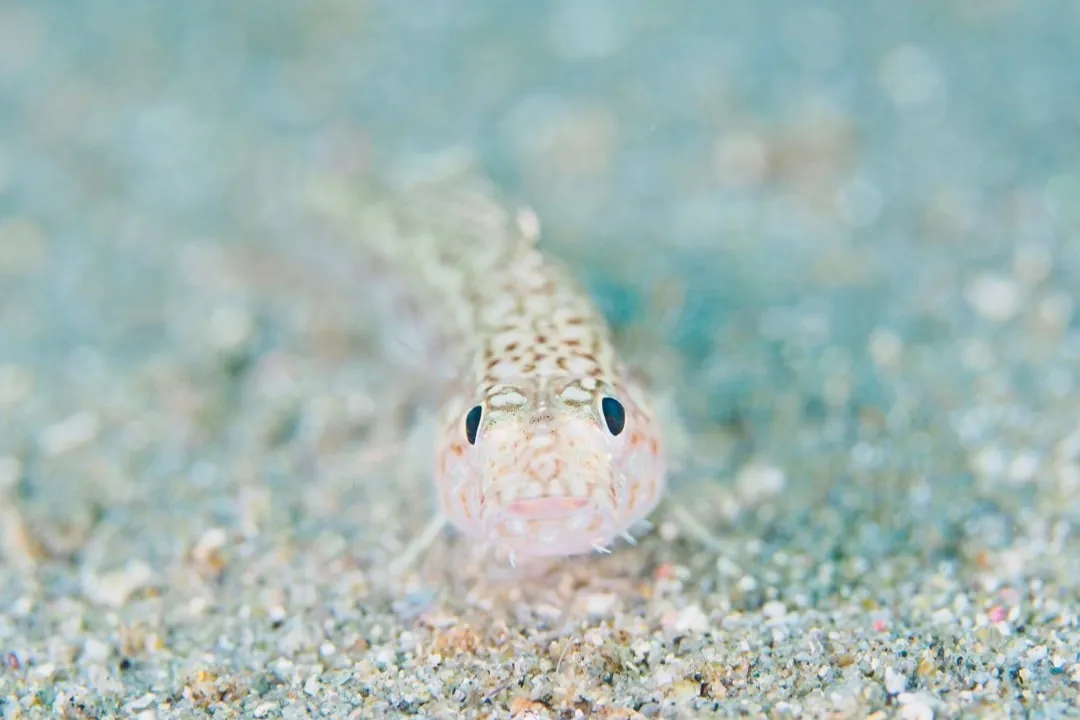 7月22日＿虫崎(まったりビーチDIVE) 写真7