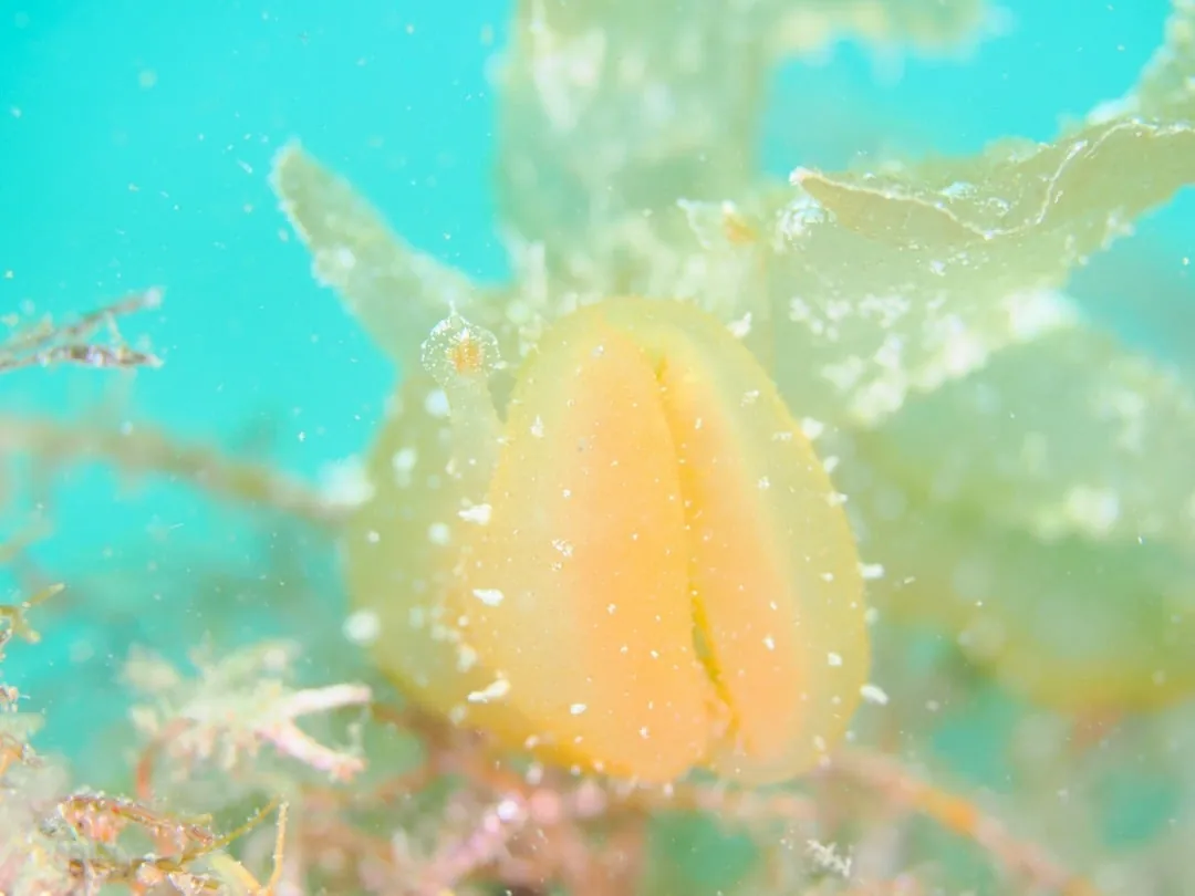 7月22日＿虫崎(まったりビーチDIVE) 写真8