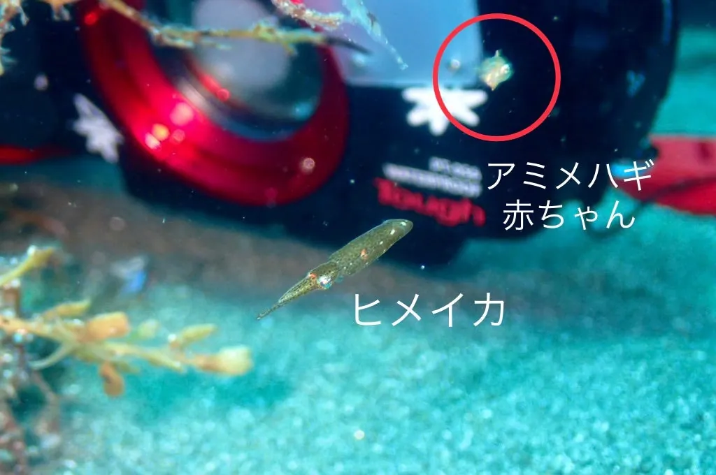 7月26日_北小浦(水温上昇‼︎透明度up‼︎) 写真1