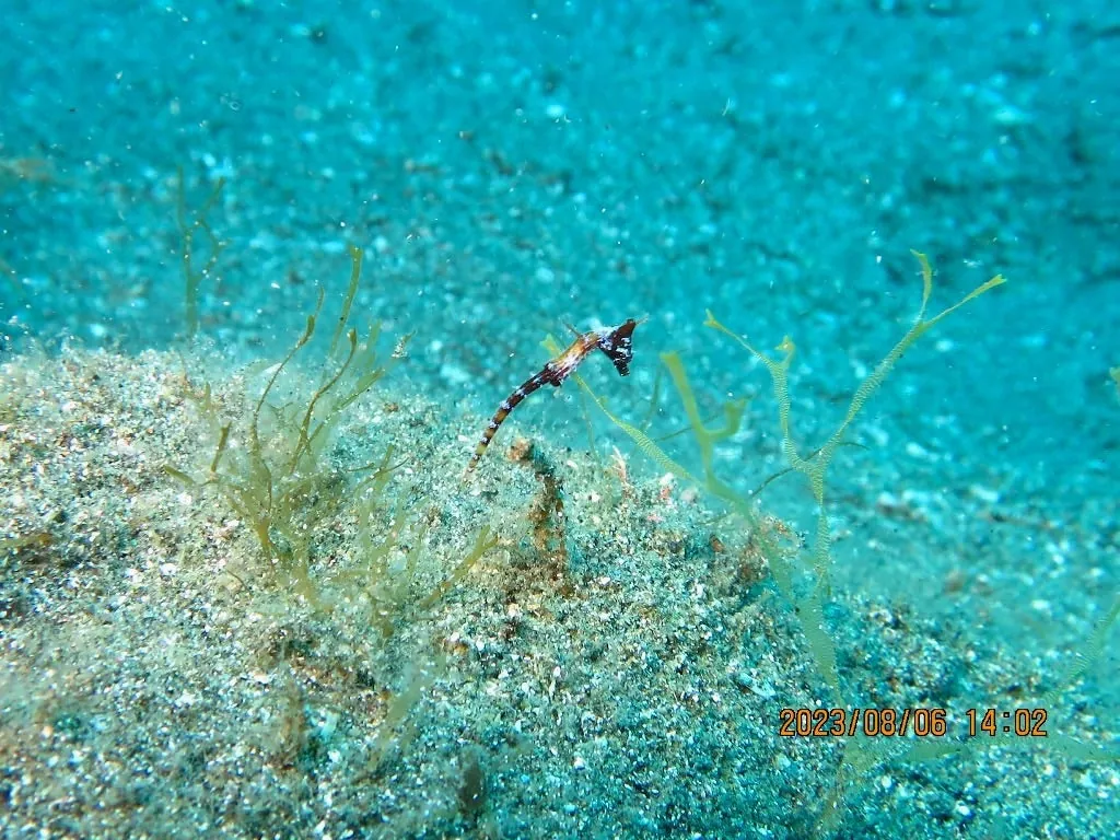 8月6日_北小浦(赤タツ発見) 写真5