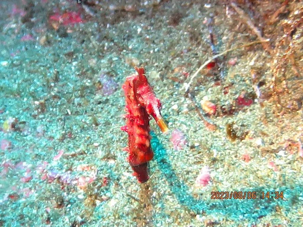 8月6日_北小浦(赤タツ発見) 写真6