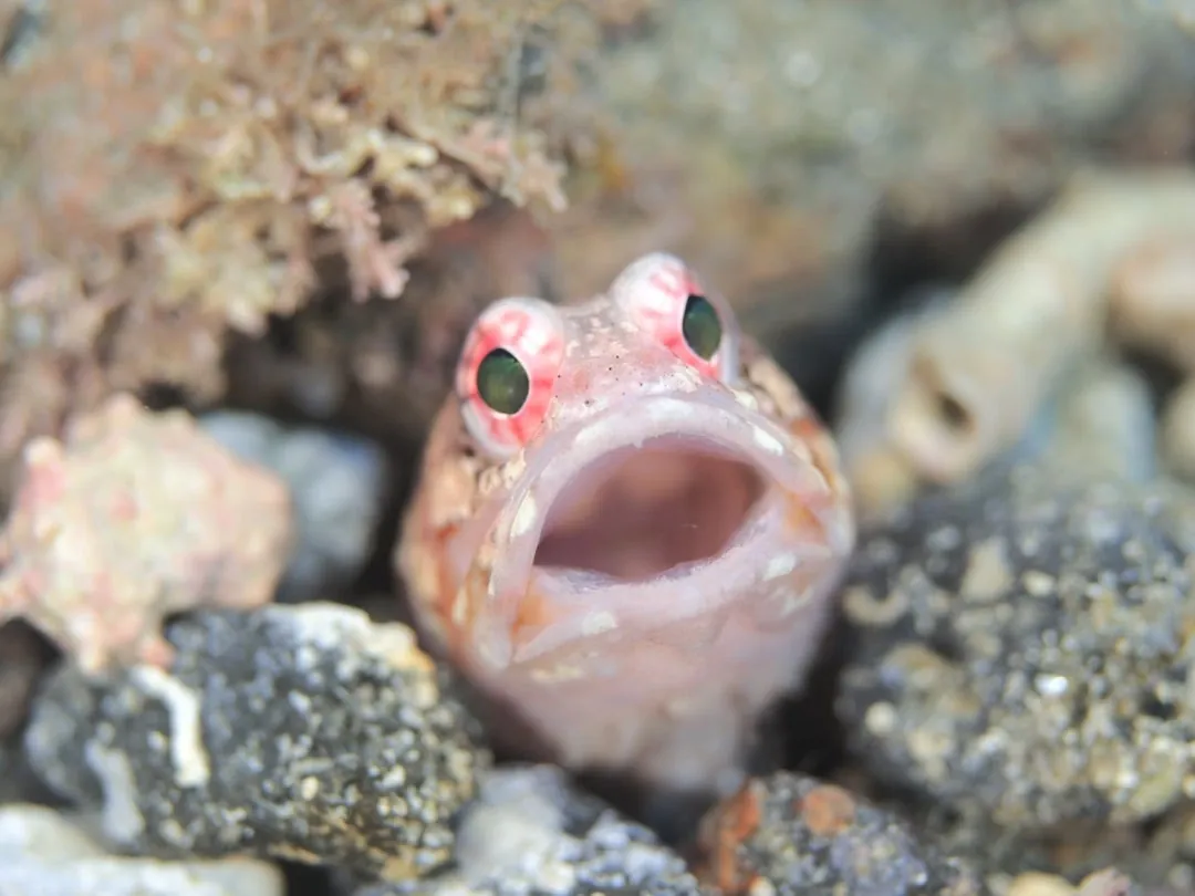 9月4日_小木(祝600DIVE) 写真1