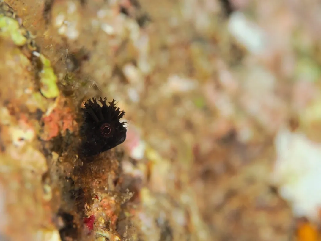 September 8: Ogi (Going Macro Today!), photo 2