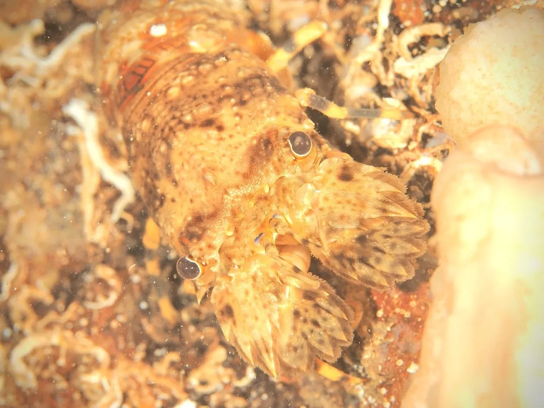 September 8: Ogi (Going Macro Today!), photo 4
