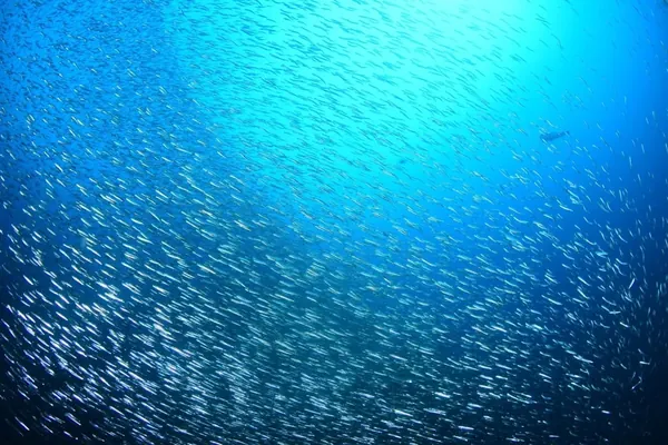 September 27: Ogi (Jawfish Are So Cute!)