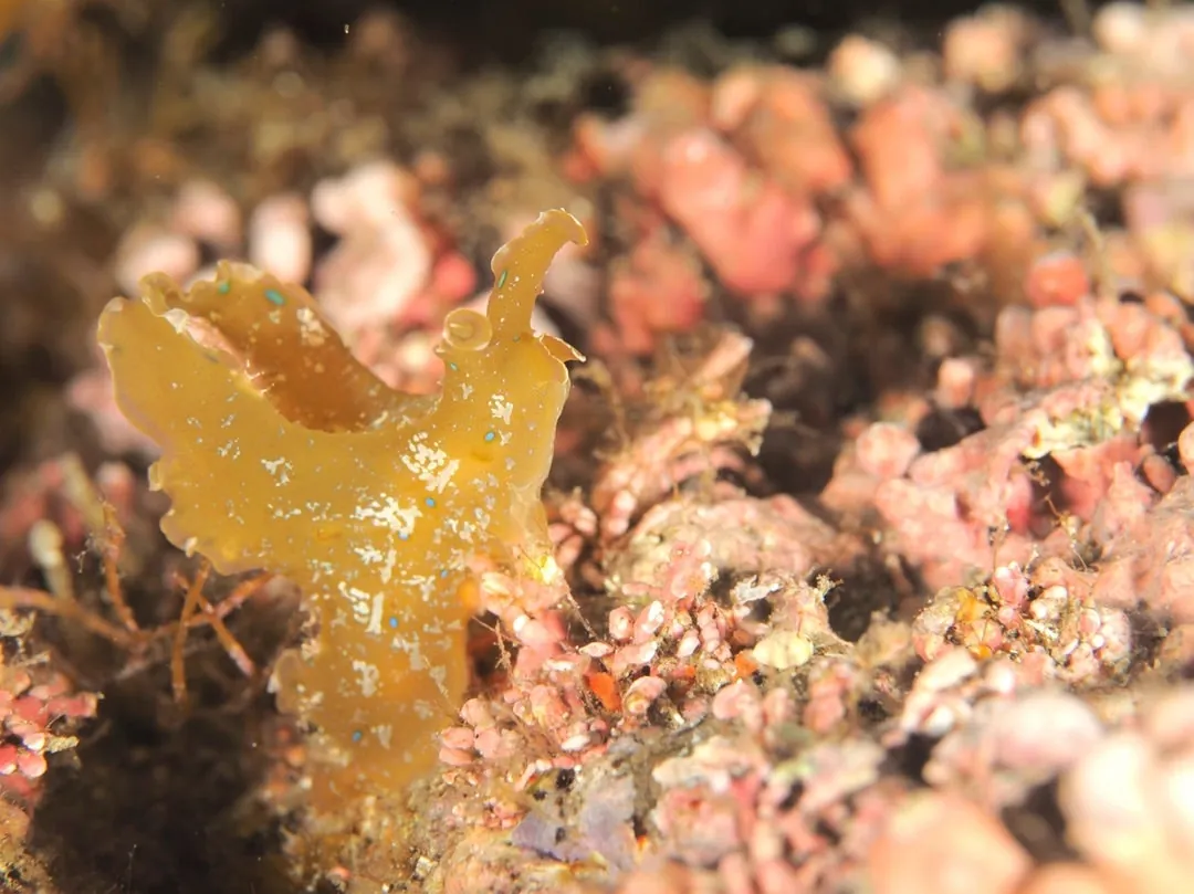 10月2日_北小浦(ウミウシ探しへ‼︎) 写真8
