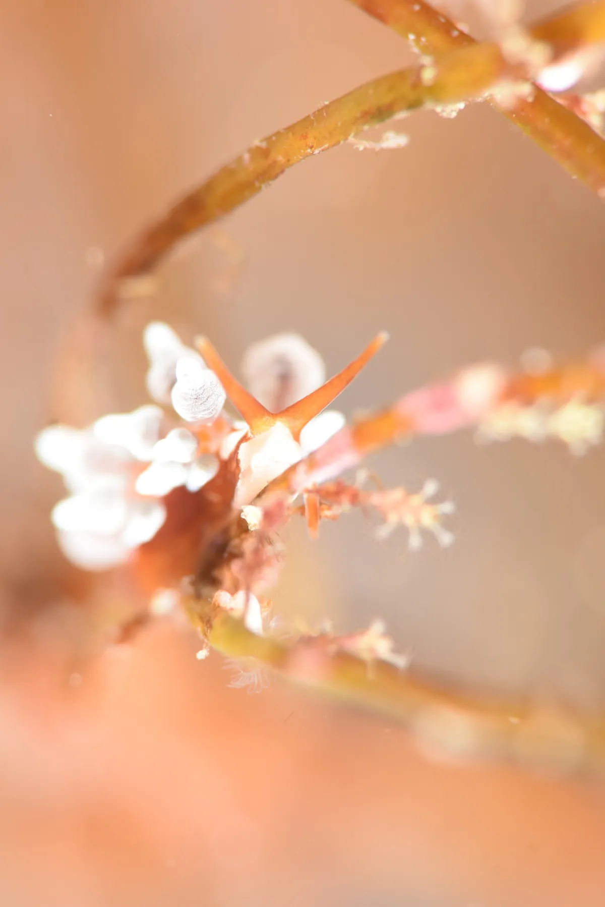 March 16: Kitakoura (Let's Eat Crab Dive), photo 3
