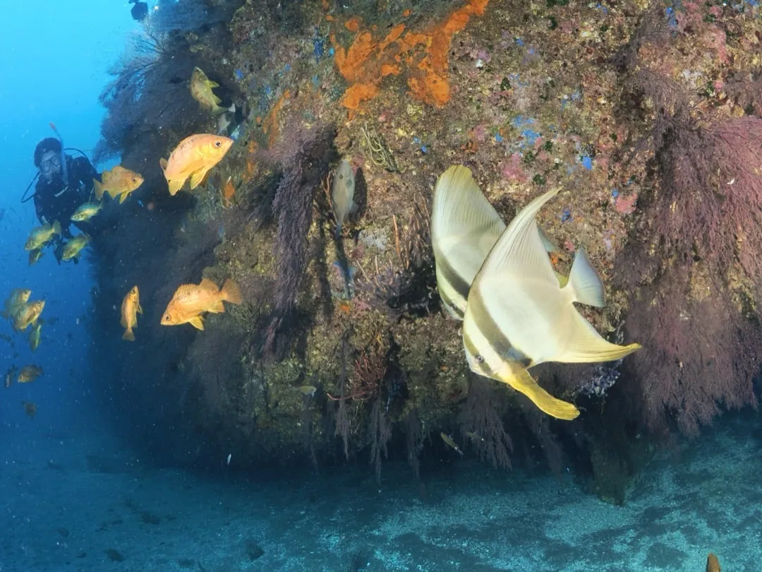 October 24: What a Shock! A Southern Fish!, photo 3