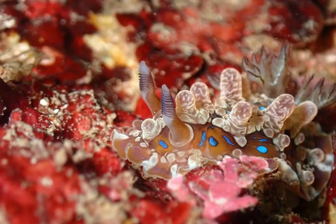 10月2日_ウミウシDIVE‼︎ 写真1
