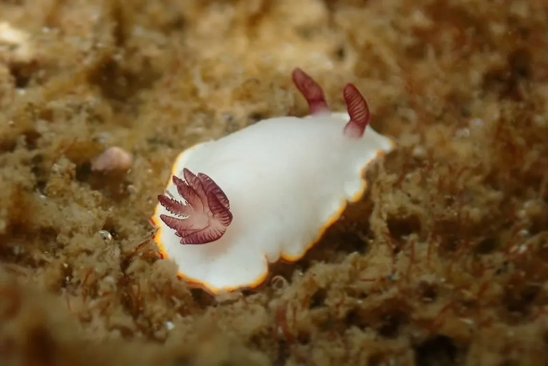 10月2日_ウミウシDIVE‼︎ 写真10