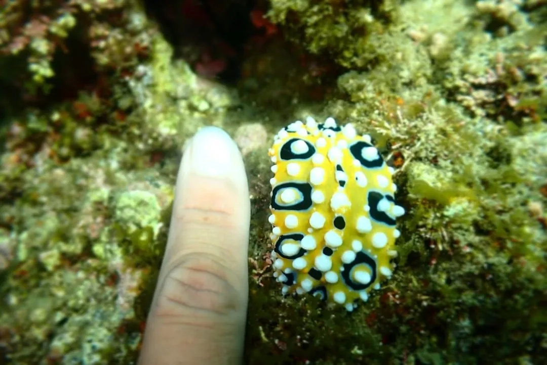 10月2日_ウミウシDIVE‼︎ 写真2