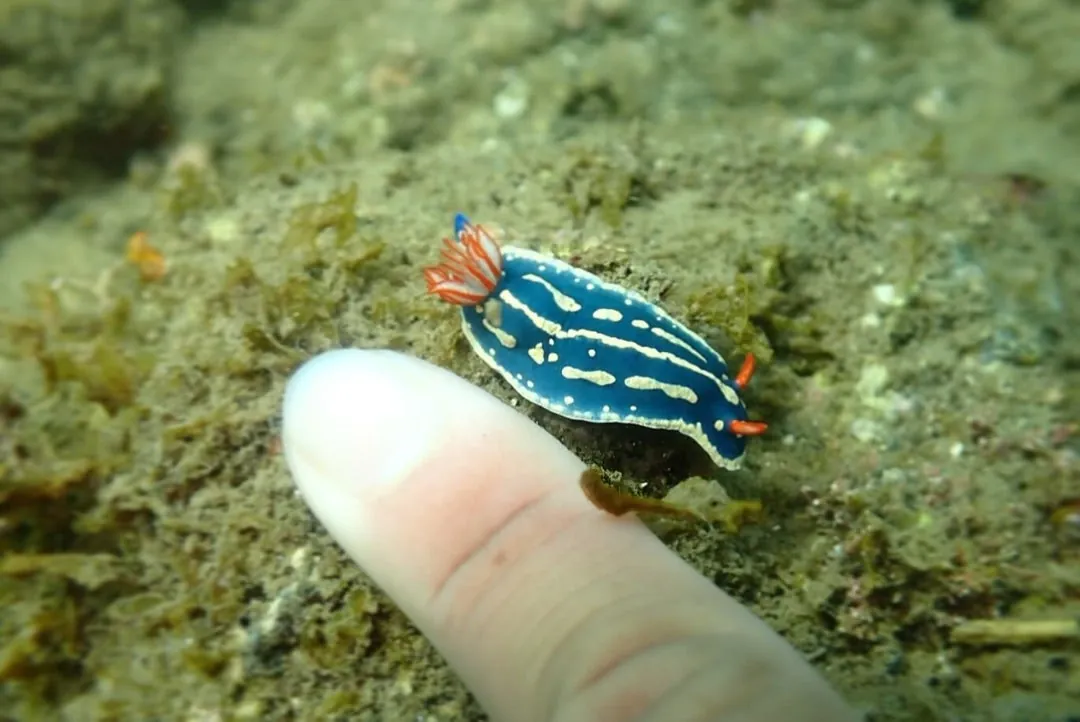 10月2日_ウミウシDIVE‼︎ 写真3