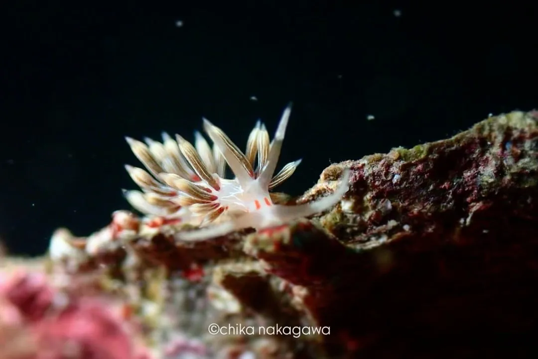 10月2日_ウミウシDIVE‼︎ 写真5