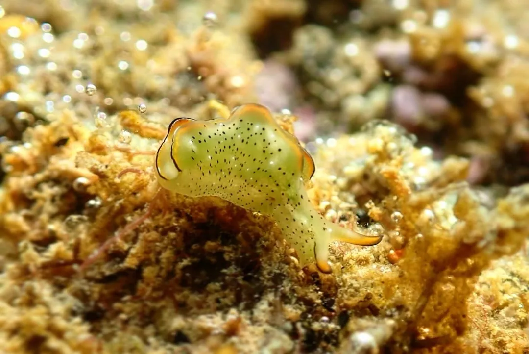 10月2日_ウミウシDIVE‼︎ 写真6