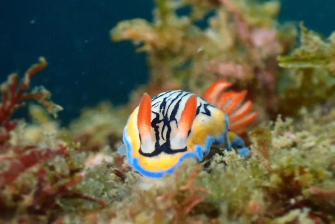 10月2日_ウミウシDIVE‼︎ 写真7