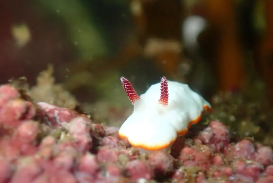 10月2日_ウミウシDIVE‼︎ 写真8