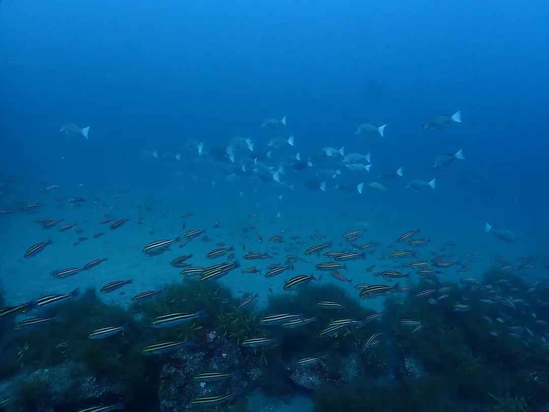 October 3: Huh?! A Scrawled Filefish?! Who Are You??, photo 2