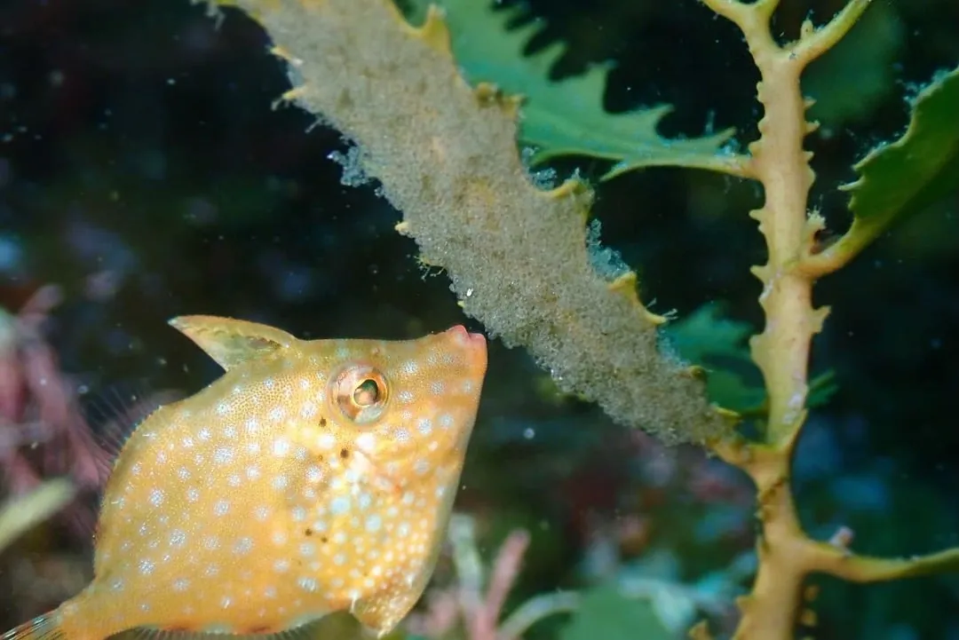 October 5: We Saw Amimehagi Eggs!, photo 2