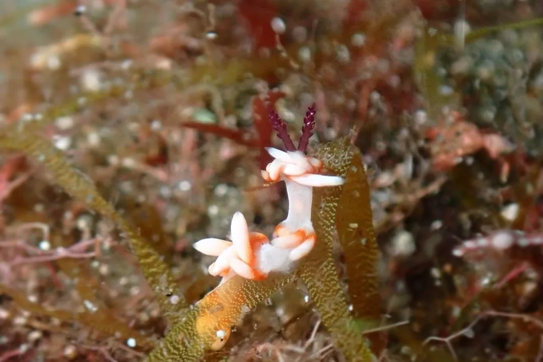 October 5: We Saw Amimehagi Eggs!, photo 4