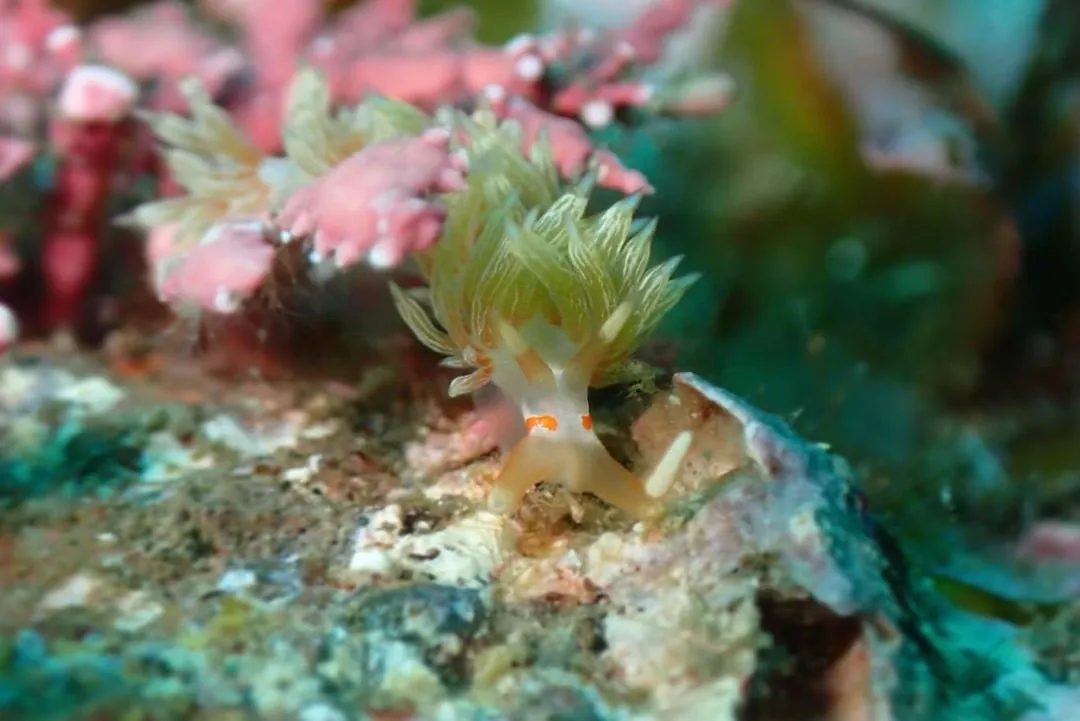 October 5: We Saw Amimehagi Eggs!, photo 5