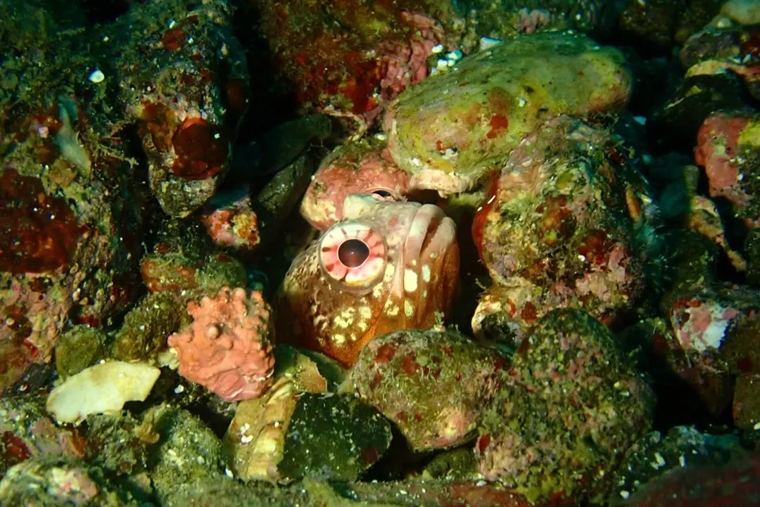 October 23: Kinubari Egg Guarding Coming Soon?!, photo 4